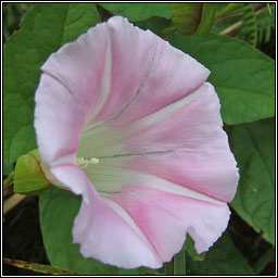 Hairy Bindweed, Calystegia pulchra, Ialus giobach