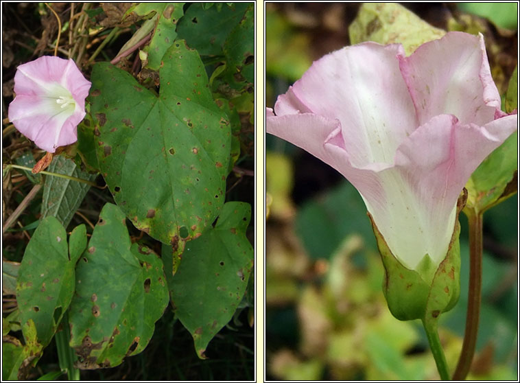 Hairy Bindweed, Calystegia pulchra, Ialus giobach