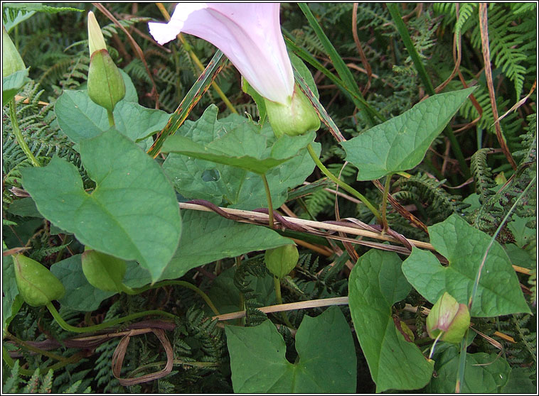 Hairy Bindweed, Calystegia pulchra, Ialus giobach