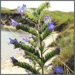 Viper's-bugloss, Echium vulgare, Lus nathrach