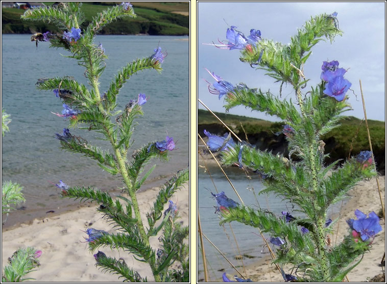 Viper's-bugloss, Echium vulgare, Lus nathrach