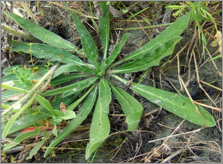 Viper's-bugloss, Echium vulgare, Lus nathrach