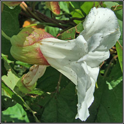 Large Bindweed, Calystegia silvatica, Ialus mr