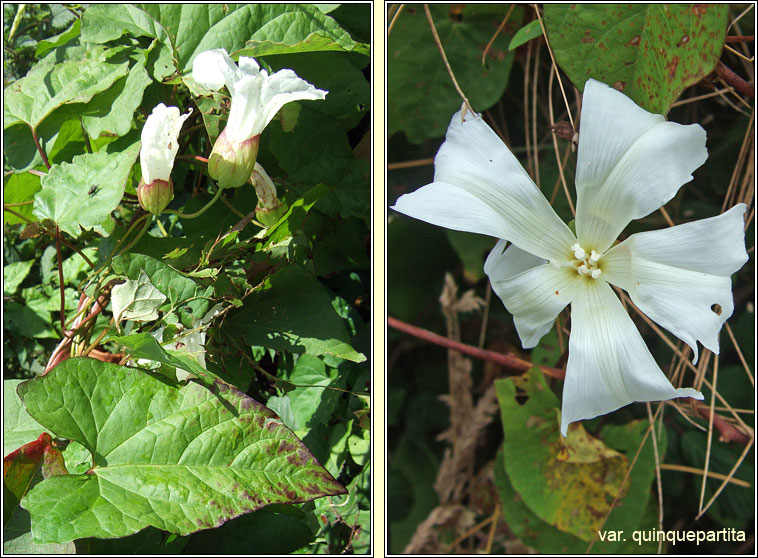 Large Bindweed, Calystegia silvatica, Ialus mr