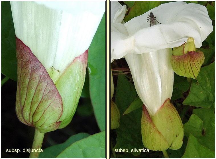 Large Bindweed, Calystegia silvatica, Ialus mr