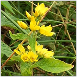 Yellow Loosestrife, Lysimachia vulgaris, Breallán léana
