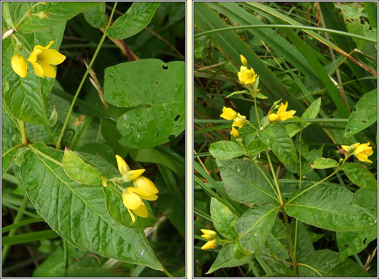 Yellow Loosestrife, Lysimachia vulgaris, Breallán léana