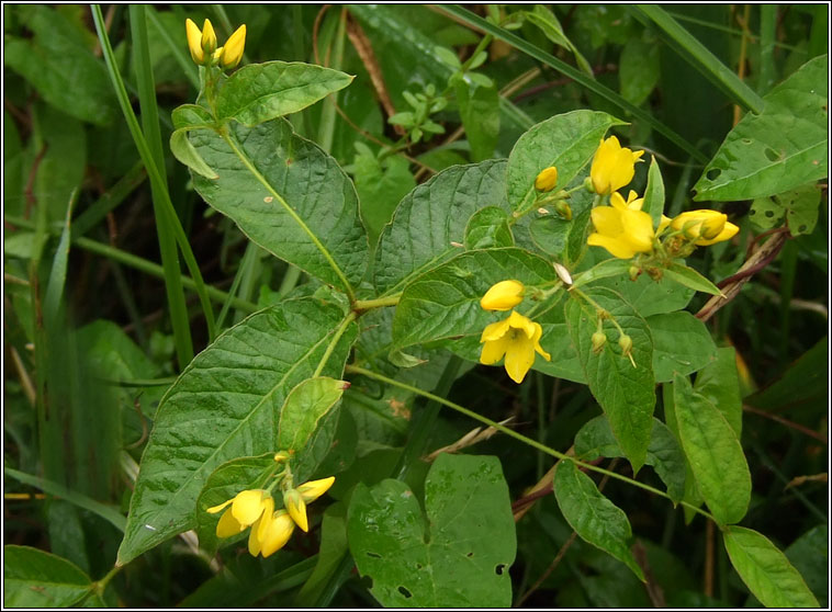 Yellow Loosestrife, Lysimachia vulgaris, Breallán léana