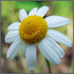 Scented Mayweed, Matricaria chamomilla, Fogadn cumhra