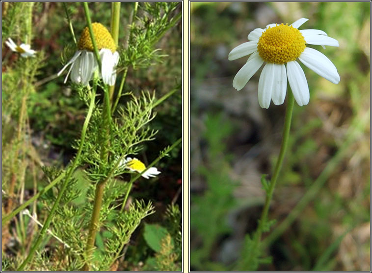 Scented Mayweed, Matricaria chamomilla, Fogadn cumhra