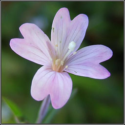 Marsh Willowherb, Epilobium palustre, Saileachn corraigh