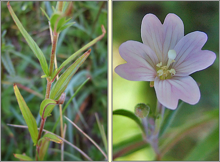 Marsh Willowherb, Epilobium palustre, Saileachn corraigh