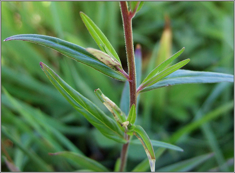 Marsh Willowherb, Epilobium palustre, Saileachn corraigh