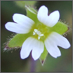 Sea Mouse-ear, Cerastium diffusum, Cluas luchige mhara