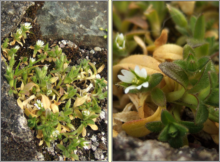 Sea Mouse-ear, Cerastium diffusum, Cluas luchige mhara