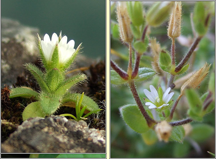 Sea Mouse-ear, Cerastium diffusum, Cluas luchige mhara