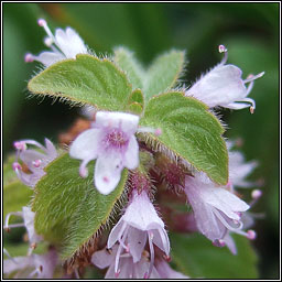 Corn Mint, Mentha arvensis, Mismn arbhair