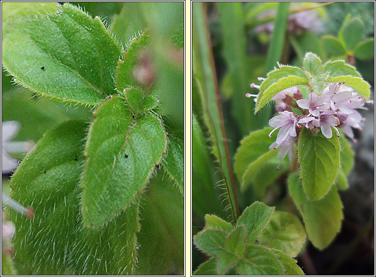 Corn Mint, Mentha arvensis, Mismn arbhair