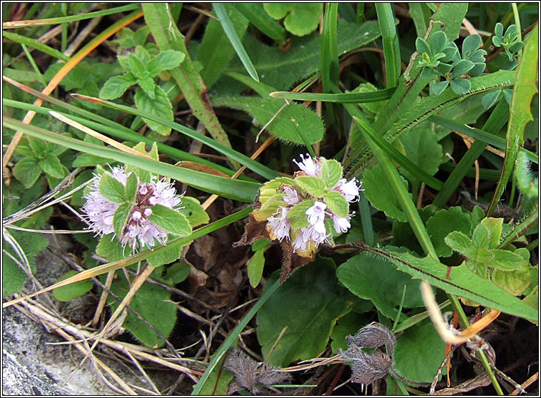 Corn Mint, Mentha arvensis, Mismn arbhair