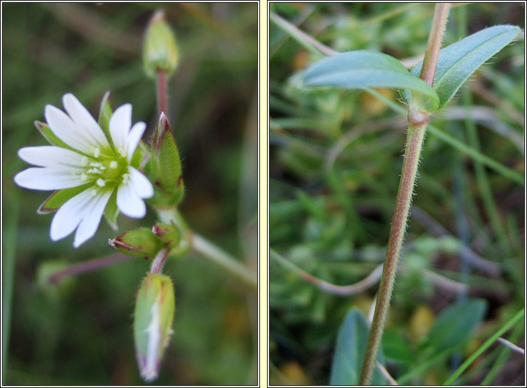 Common Mouse-ear, Cerastium fontanum subsp holosteoides