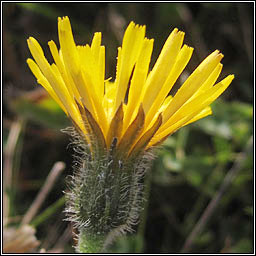 Rough Hawkbit, Leontodon hispidus, Crg phortin gharbh