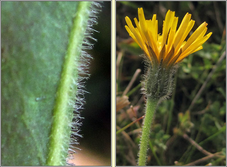 Rough Hawkbit, Leontodon hispidus, Crg phortin gharbh