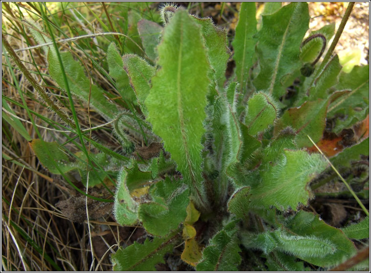 Rough Hawkbit, Leontodon hispidus, Crg phortin gharbh