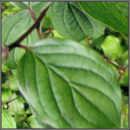 Dogwood, Cornus sanguinea, Conbhaiscne