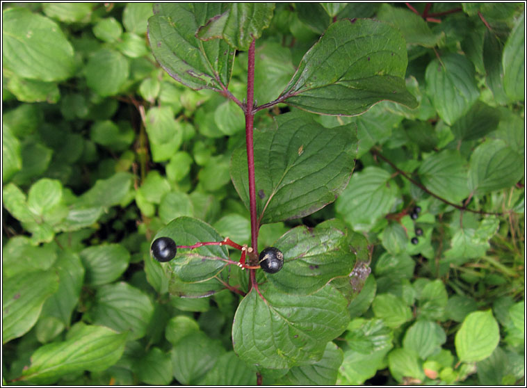 Dogwood, Cornus sanguinea, Conbhaiscne