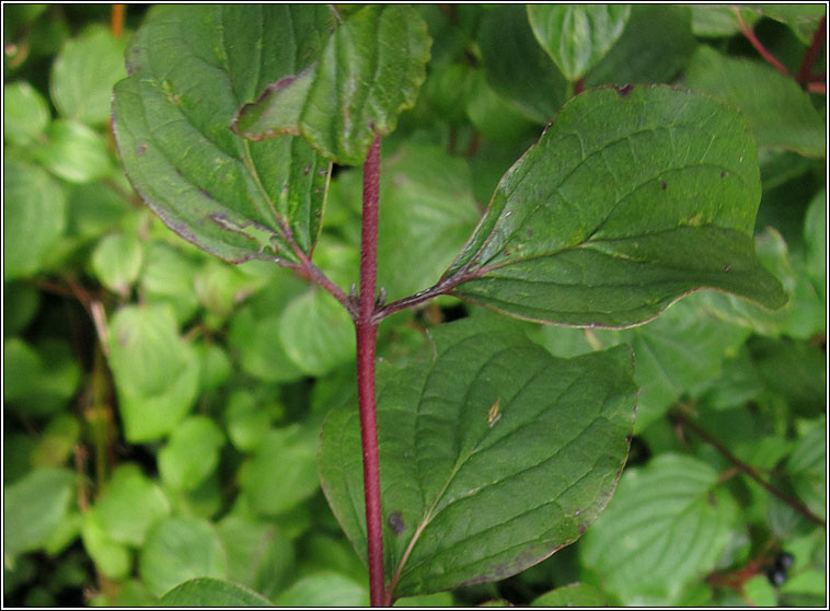 Dogwood, Cornus sanguinea, Conbhaiscne