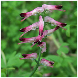 Common Ramping-fumitory, Fumaria muralis, Camn searraigh balla