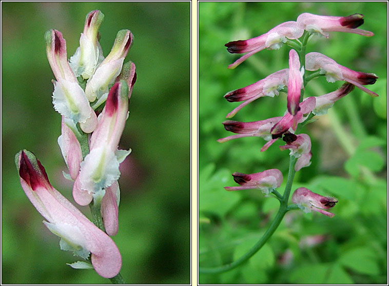 Common Ramping-fumitory, Fumaria muralis, Camn searraigh balla