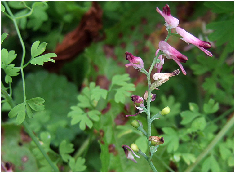 Common Ramping-fumitory, Fumaria muralis, Camn searraigh balla