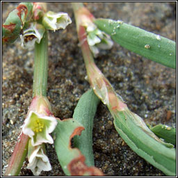 Ray's Knotgrass, Polygonum oxyspermum, Glineach ghl