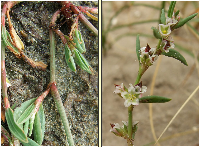 Ray's Knotgrass, Polygonum oxyspermum, Glineach ghl