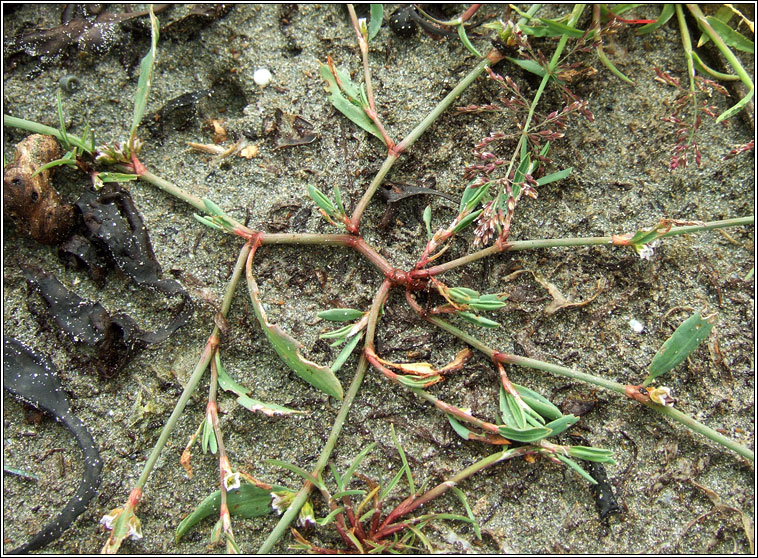 Ray's Knotgrass, Polygonum oxyspermum subsp raii, Glineach ghl