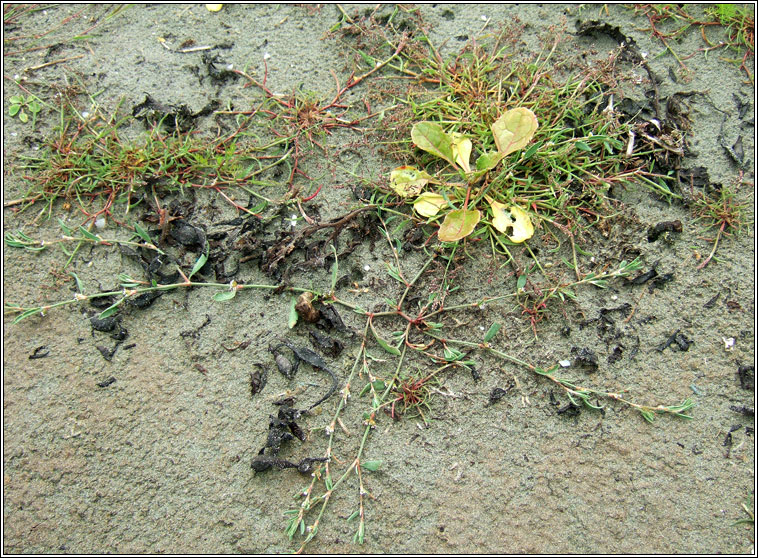 Ray's Knotgrass, Polygonum oxyspermum, Glineach ghl