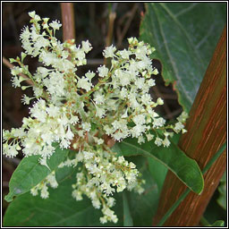 Giant Knotweed, Reynoutria sachalinensis, Glineach chapaill