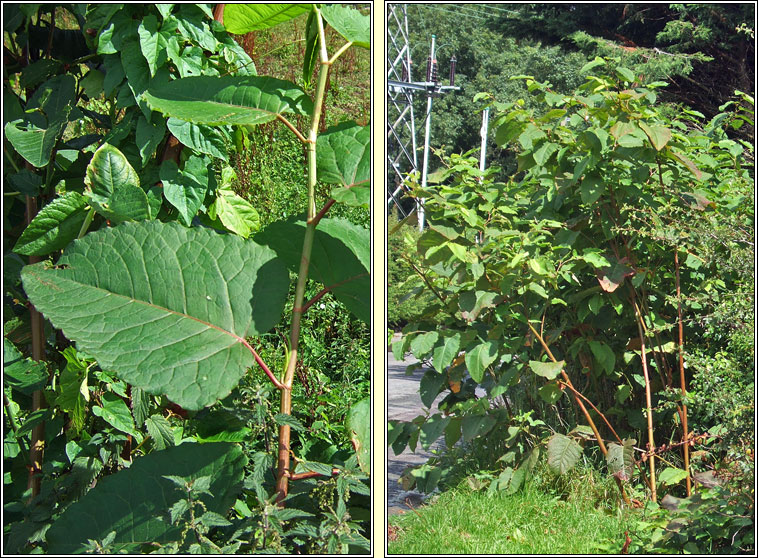 Giant Knotweed, Reynoutria sachalinensis, Glineach chapaill