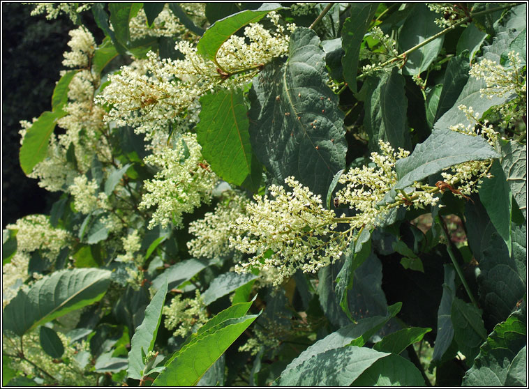 Giant Knotweed, Reynoutria sachalinensis, Glineach chapaill