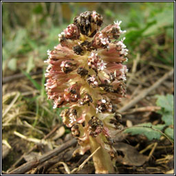 Butterbur, Petasites hybridus, Galln mr