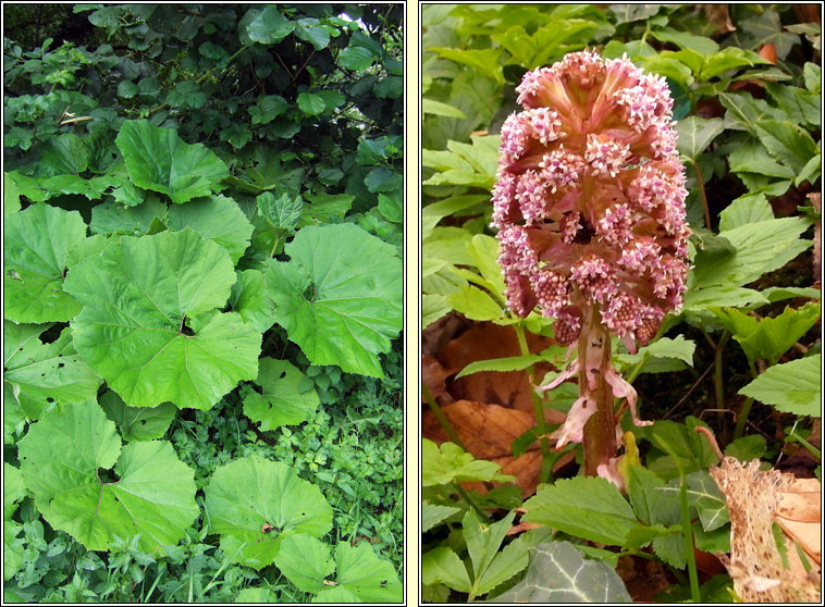 Butterbur, Petasites hybridus, Galln mr