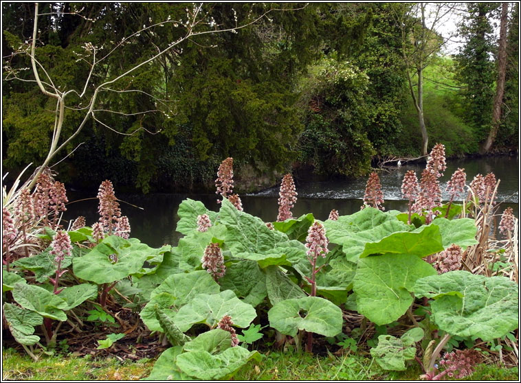 Butterbur, Petasites hybridus, Galln mr