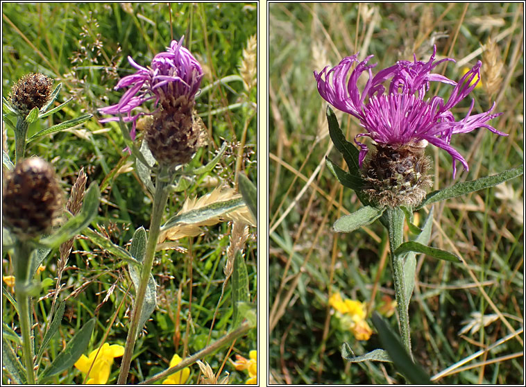 Common Knapweed, Centaurea nigra var radiata