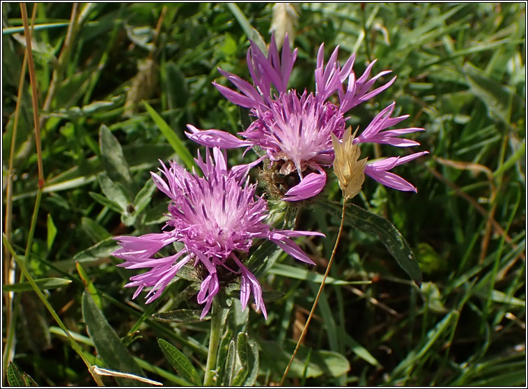 Common Knapweed, Centaurea nigra var radiata