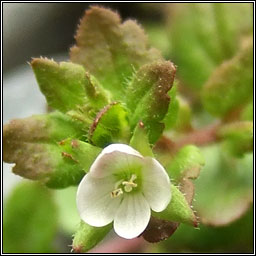 Green Field-speedwell, Veronica agrestis, Lus cr lana