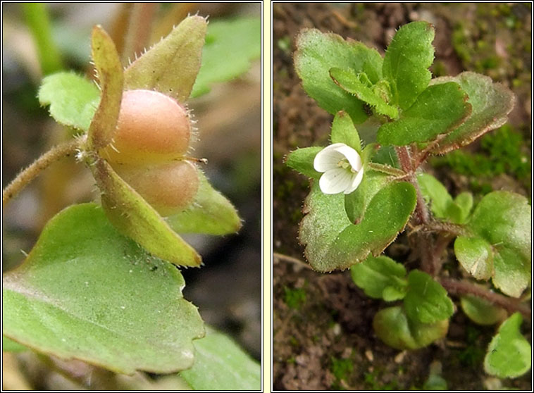 Green Field-speedwell, Veronica agrestis, Lus cr lana