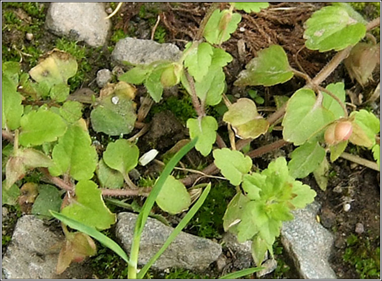 Green Field-speedwell, Veronica agrestis, Lus cr lana