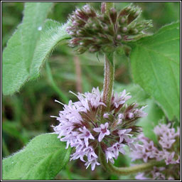 Whorled Mint, Mentha x verticillata, Mismn burla