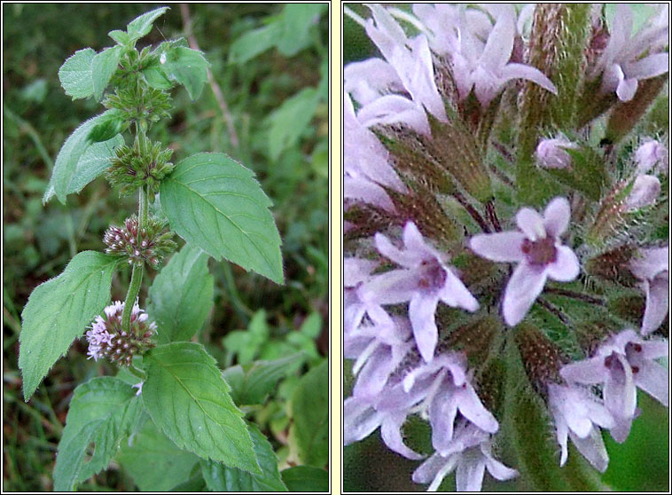 Whorled Mint, Mentha x verticillata, Mismn burla